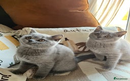 British Shorthair cats for sale: Kind Souls Fluffy Coats British Shorthair Kittens - Image 37