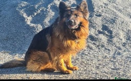 German Shepherd dogs for sale: German shepherd puppies  - Image 21