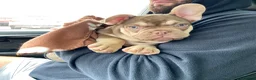 French Bulldog dogs for stud: 🐻 New shade chocolate ROJO 🍫  - Advert 3