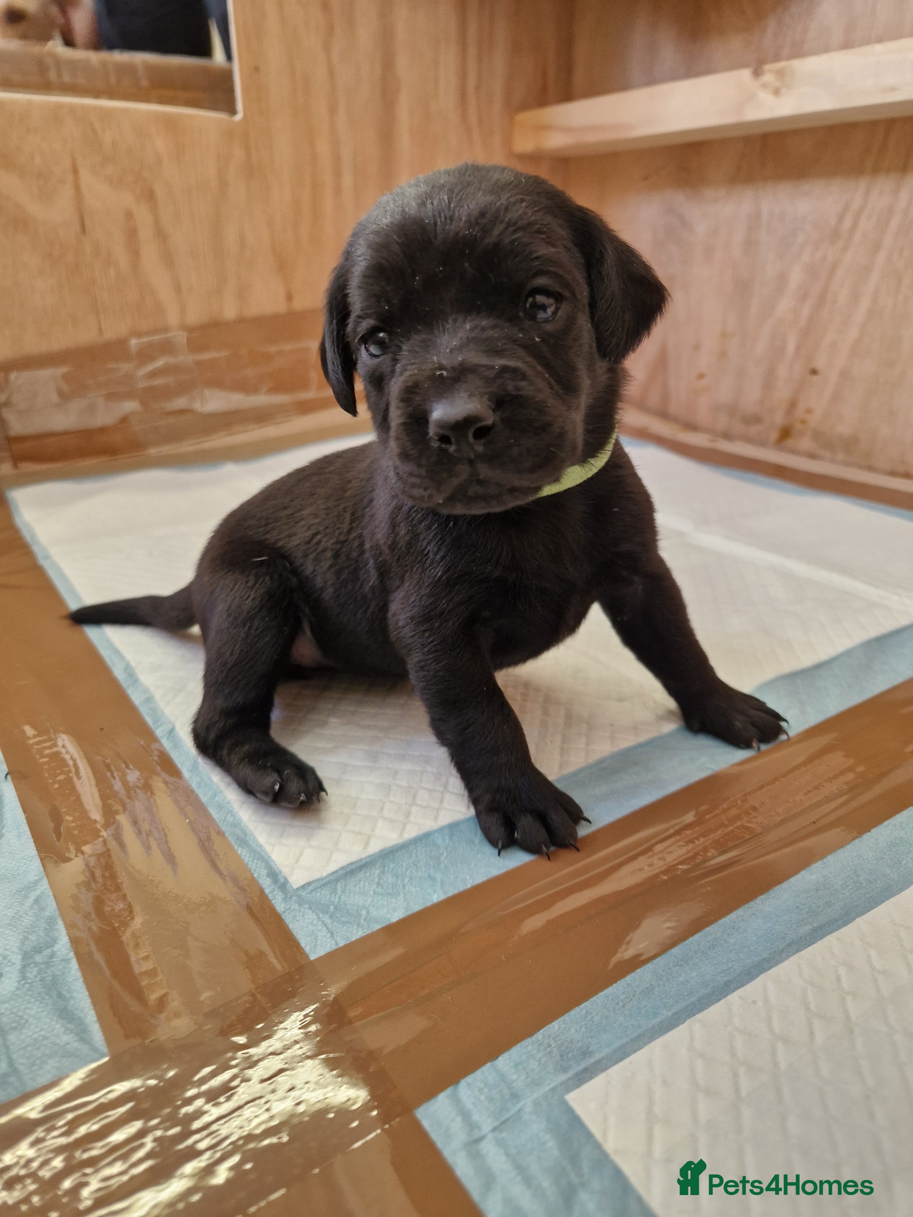 Labrador Retriever dogs Black Lab Pups INT FT Ch Sire Champion Bloodlines - Advert 2