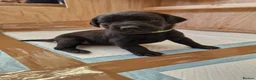 Labrador Retriever dogs for sale: Black Lab Pups INT FT Ch Sire Champion Bloodlines - Advert 26