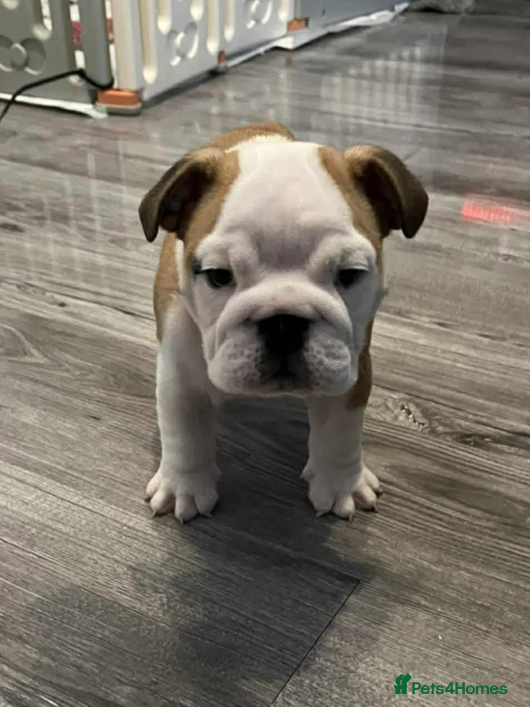 English Bulldog dogs for sale: English bulldog 1 female still available  - Advert 5