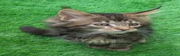 Maine Coon cats for sale: Champion Sired Maine Coon Kittens  TICA Registered - Advert 11