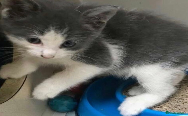 Mixed Breed cats - Advert 1