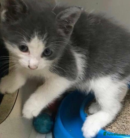 Mixed Breed cats - Advert 1