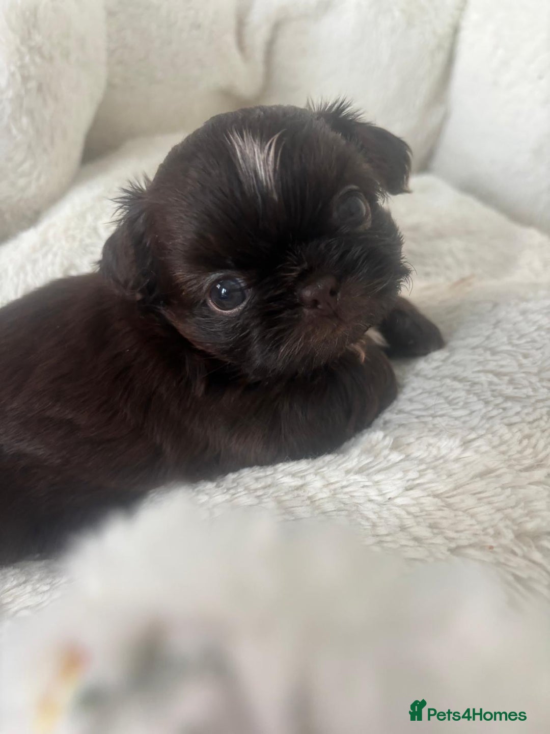 Shih Tzu dogs for sale: KC Imperial Shih Tzu puppies  - Advert 14