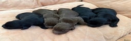 Cocker Spaniel dogs for sale: Working Cocker Spaniel Pups - Advert 9
