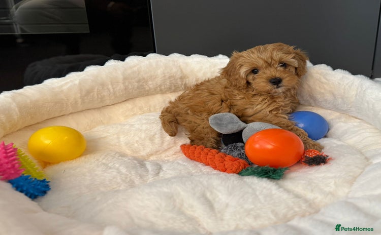 Cavapoo dogs - Advert 15