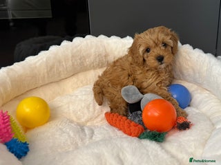 Cavapoo dogs - Advert 17