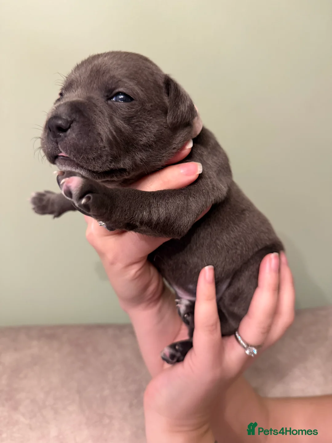 Staffordshire Bull Terrier dogs for sale: Blue Staffordshire Bull Terrier - Advert 4