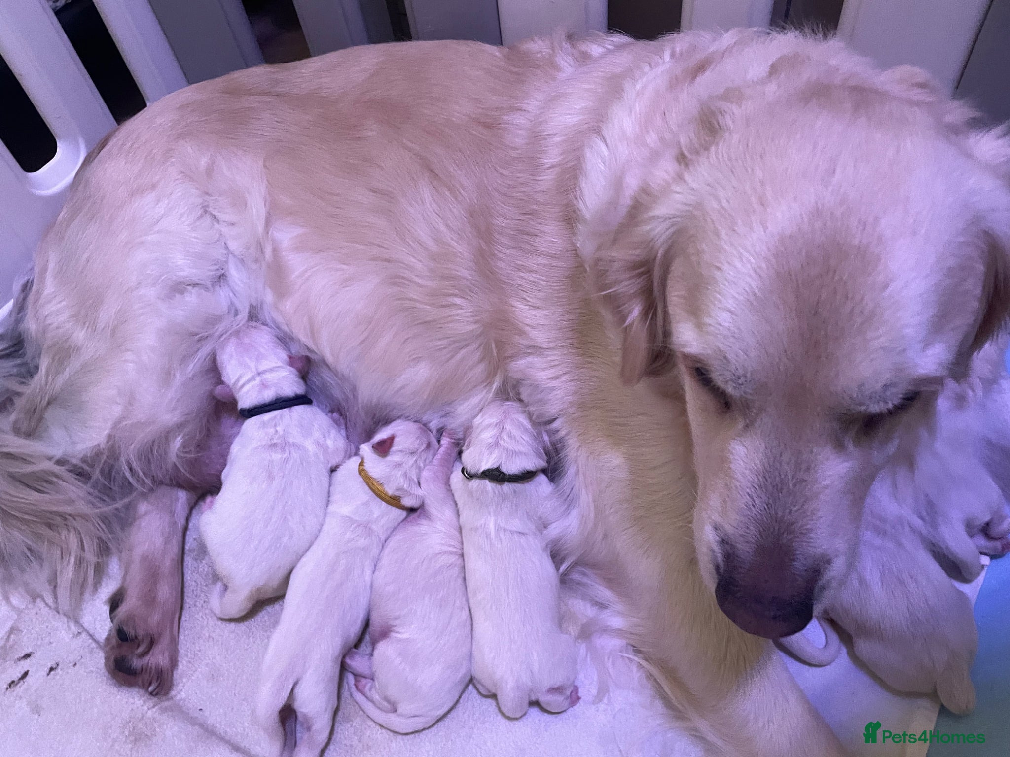 Golden Retriever dogs 7 Beautiful Golden retriever puppies  - Advert 6