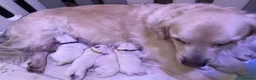 Golden Retriever dogs for sale: 7 Beautiful Golden retriever puppies  - Advert 1
