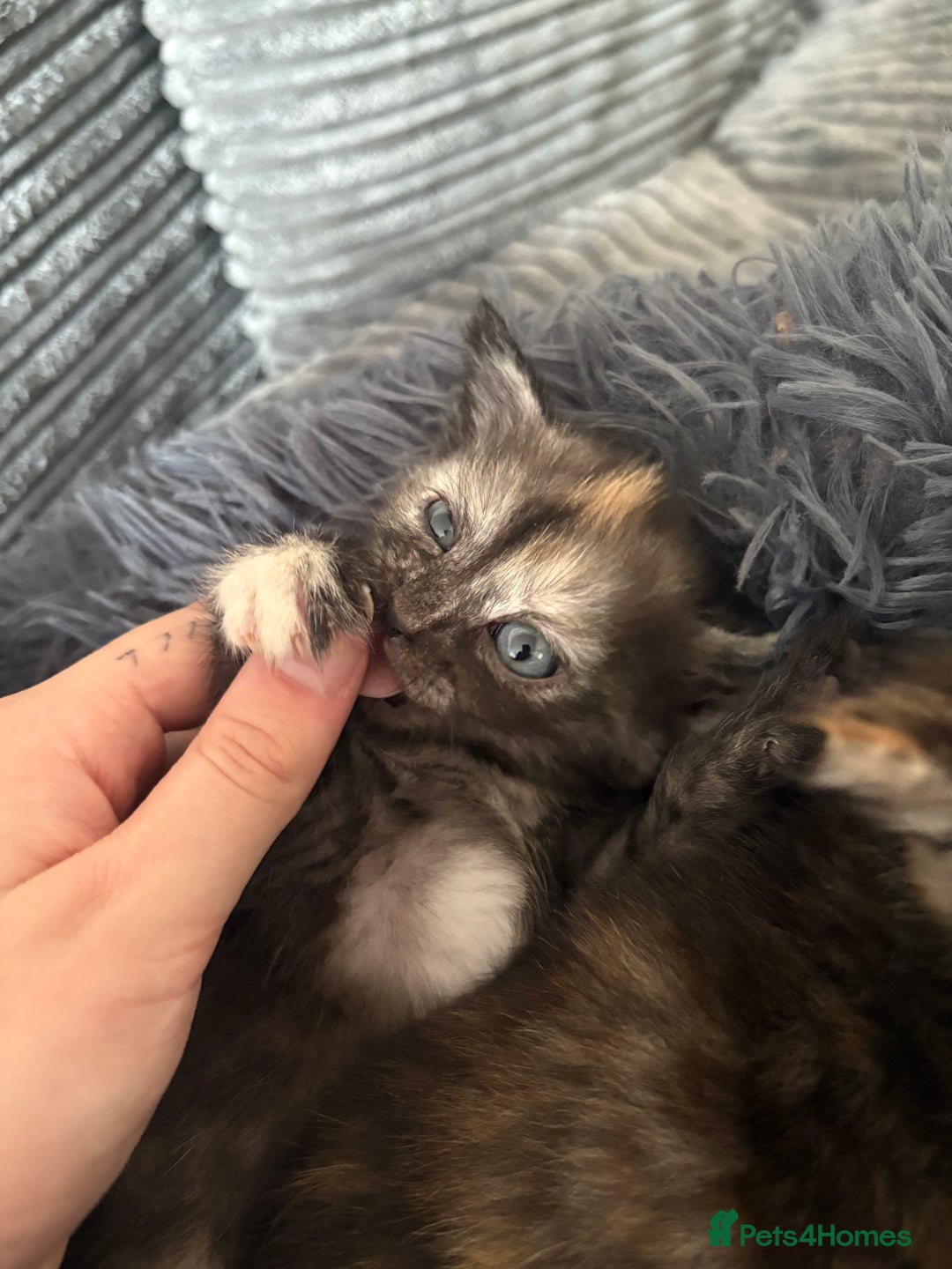 Mixed Breed cats for sale: (NEED HOMES) Beautiful kittens white/ginger - Image 7