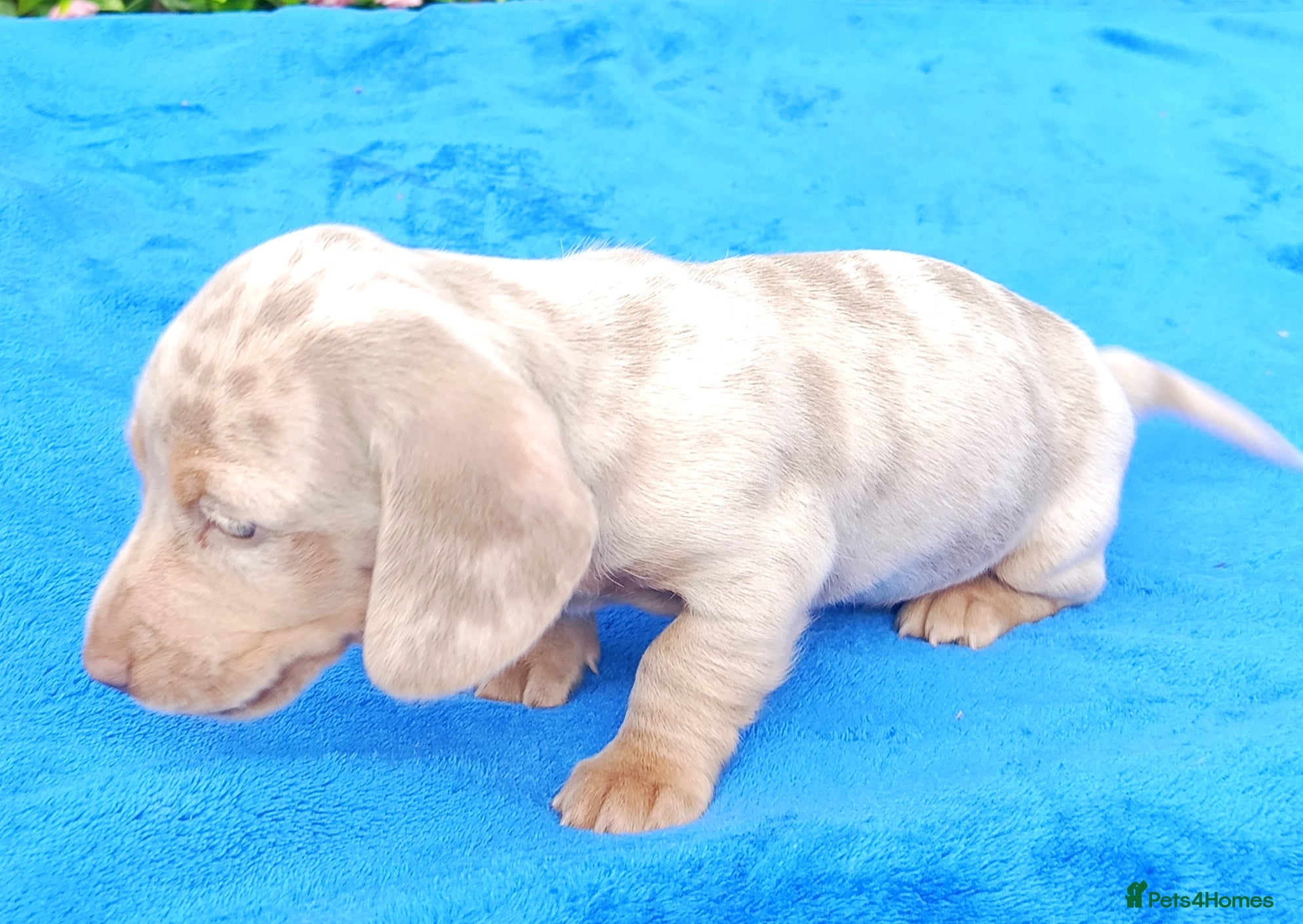 Miniature Dachshund dogs KC Reg PRA Clear mini solid colours  - Advert 2