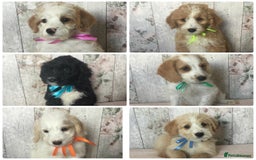 Bordoodle dogs for sale: Adorable & Confident Collie x poodle pups - Image 1