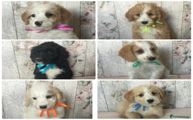 Bordoodle dogs - Advert 2