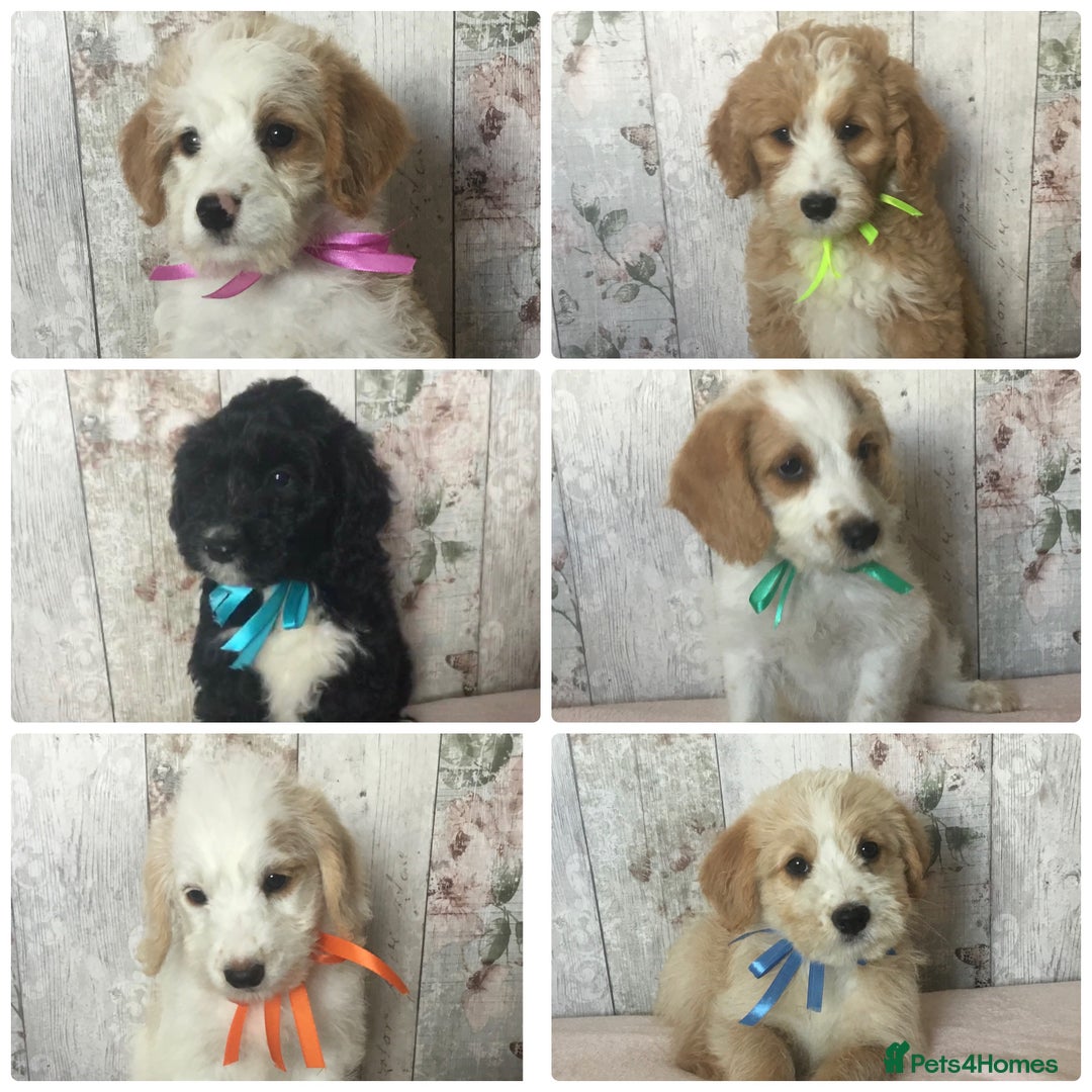 Bordoodle dogs for sale: Adorable & Confident Collie x poodle pups - Image 1