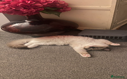 Ragdoll cats for sale: Available Now! GCCFReg   - Image 19