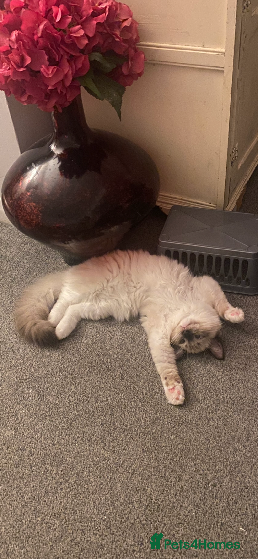 Ragdoll cats for sale: Available Now! GCCFReg   - Image 19