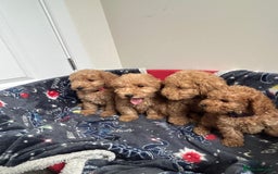 Cockapoo dogs for sale: 9 weeks old Cockapoo puppies  - Image 12