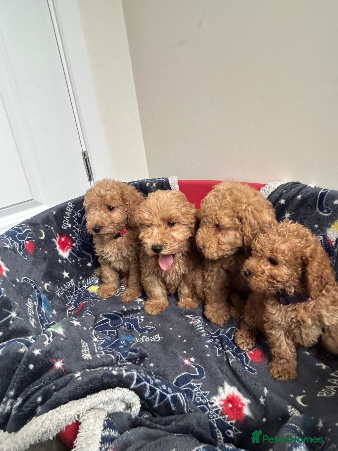 Cockapoo dogs for sale: 9 weeks old Cockapoo puppies  - Image 12