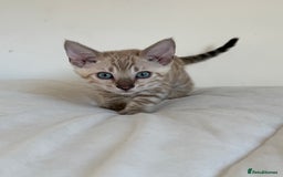 Bengal cats for sale: TICA Registered Snow Bengal kittens  - Image 12