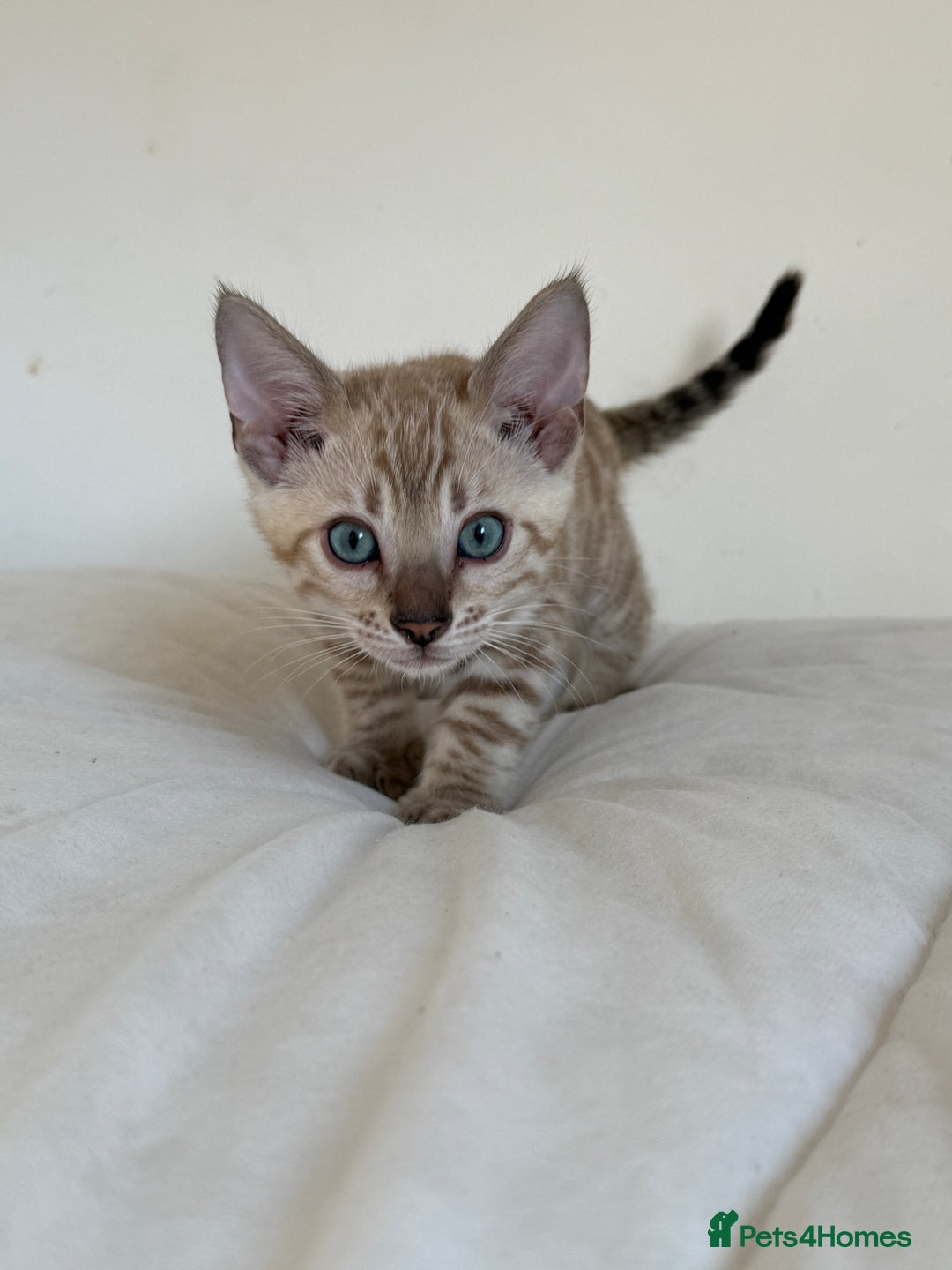 Bengal cats for sale: TICA Registered Snow Bengal kittens  - Image 12