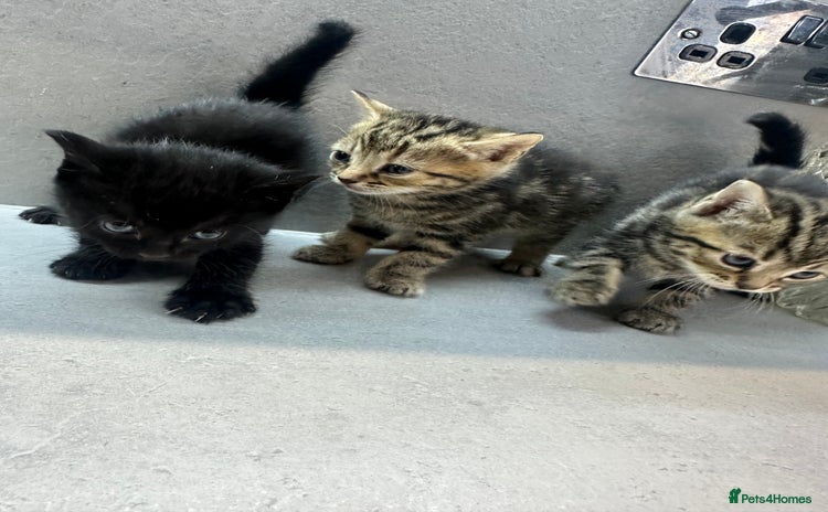 Mixed Breed cats - Advert 13