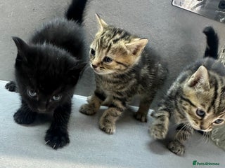 Mixed Breed cats - Advert 33