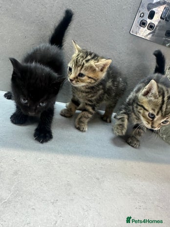 Mixed Breed cats - Advert 9