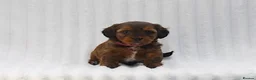Mixed Breed dogs for sale: Havatoodle Pups - Advert 4