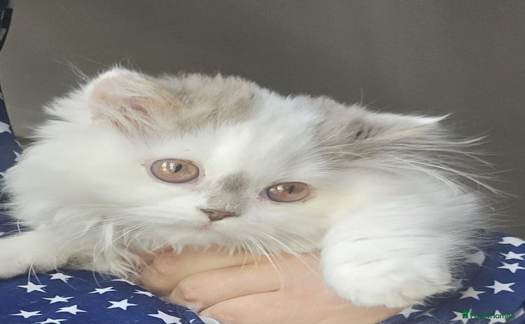 Scottish Fold cats - Advert 2