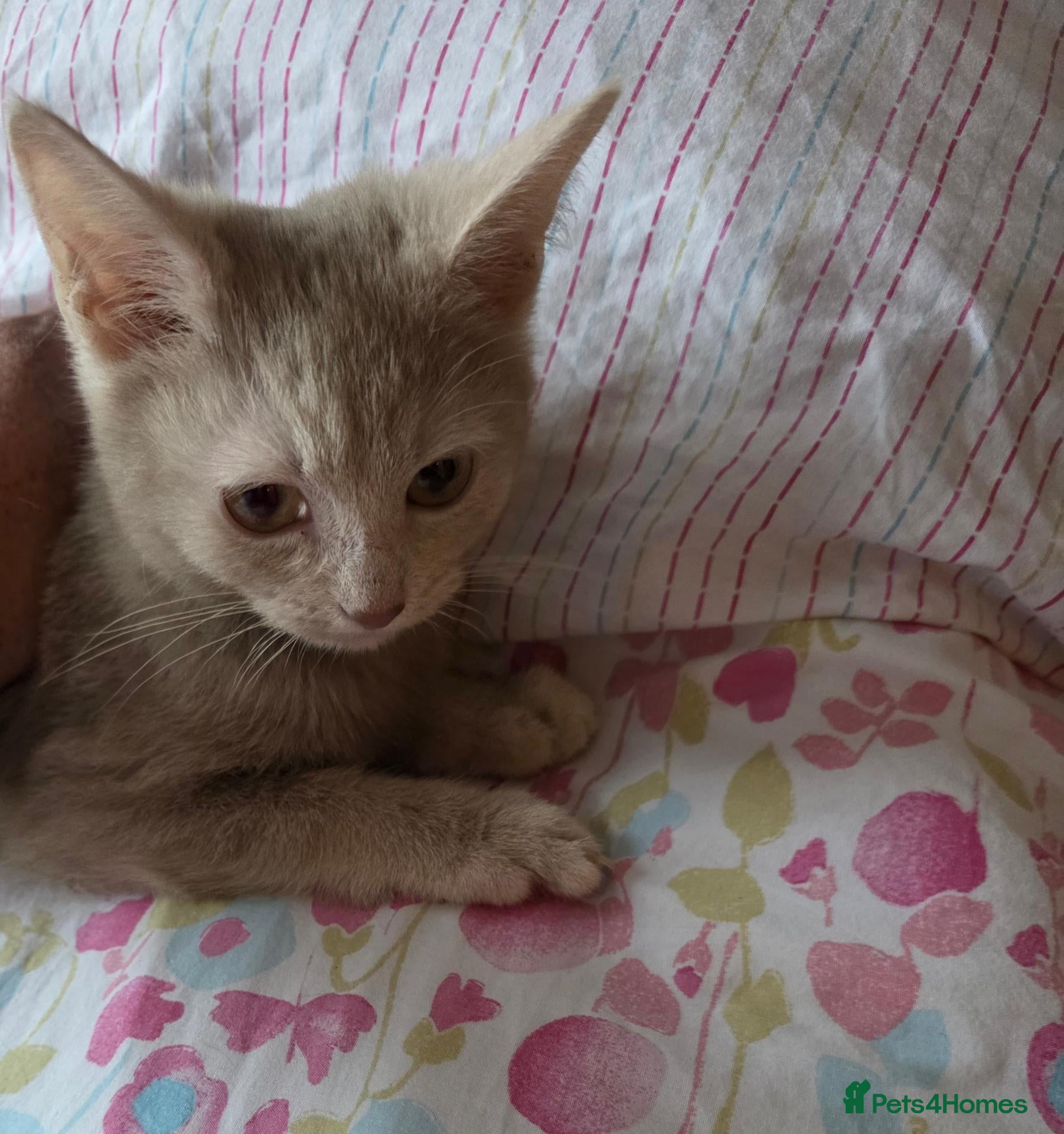 Mixed Breed cats  £Discount £ only today 1 Lovely Kittens ❤️❤️😻💓  - Advert 2