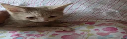 Mixed Breed cats for sale: SPECIAL discount £ only beige kitten ❤️❤️😻💓  - Advert 14