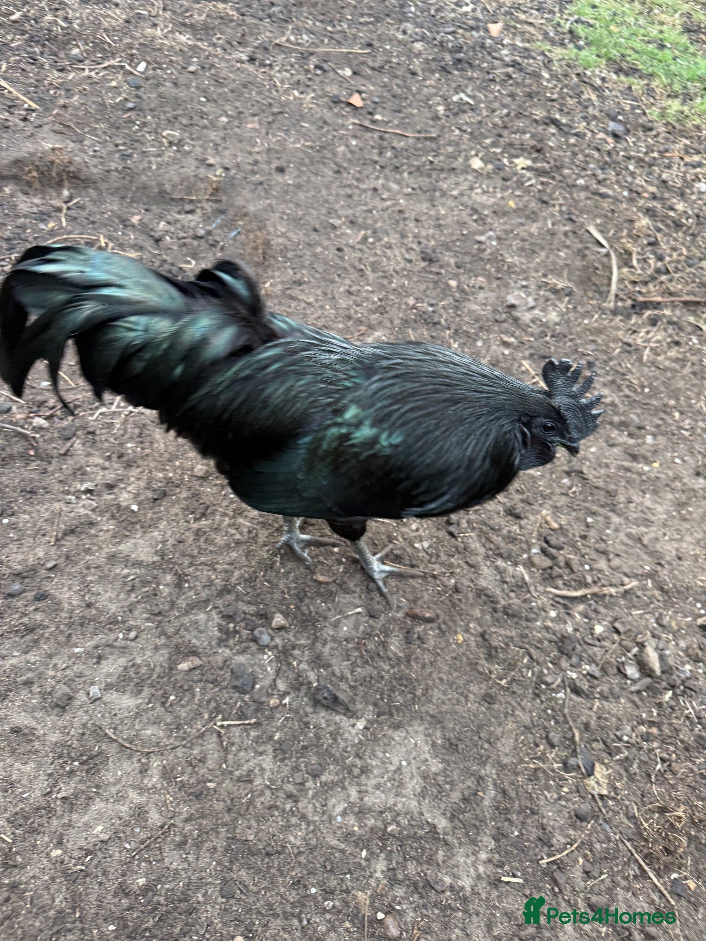 Chickens poultry Completely black Ayam Cemani cockerel - Advert 1