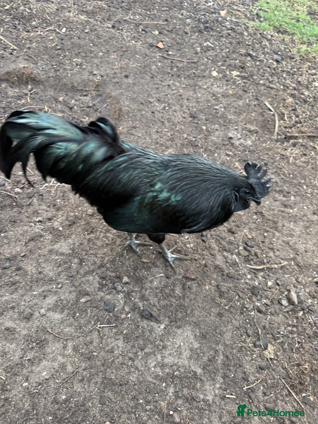 Chickens poultry for sale: Completely black Ayam Cemani cockerel - Advert 1