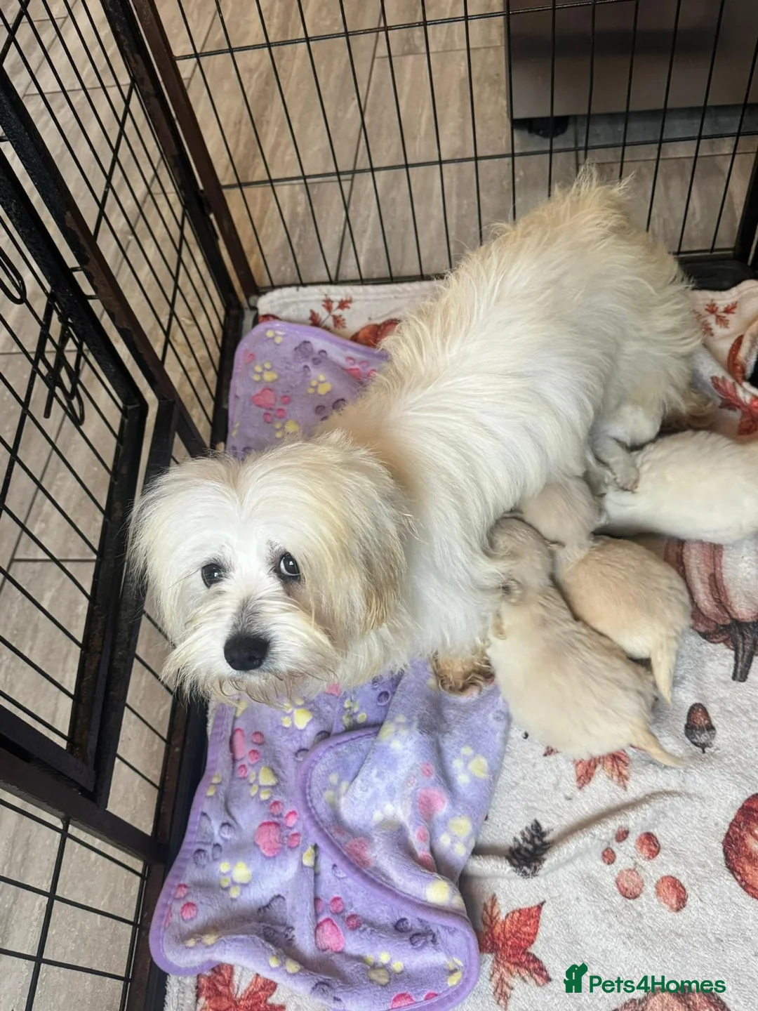 Mixed Breed dogs for sale: Cotonoodle pups ready now  - Advert 16