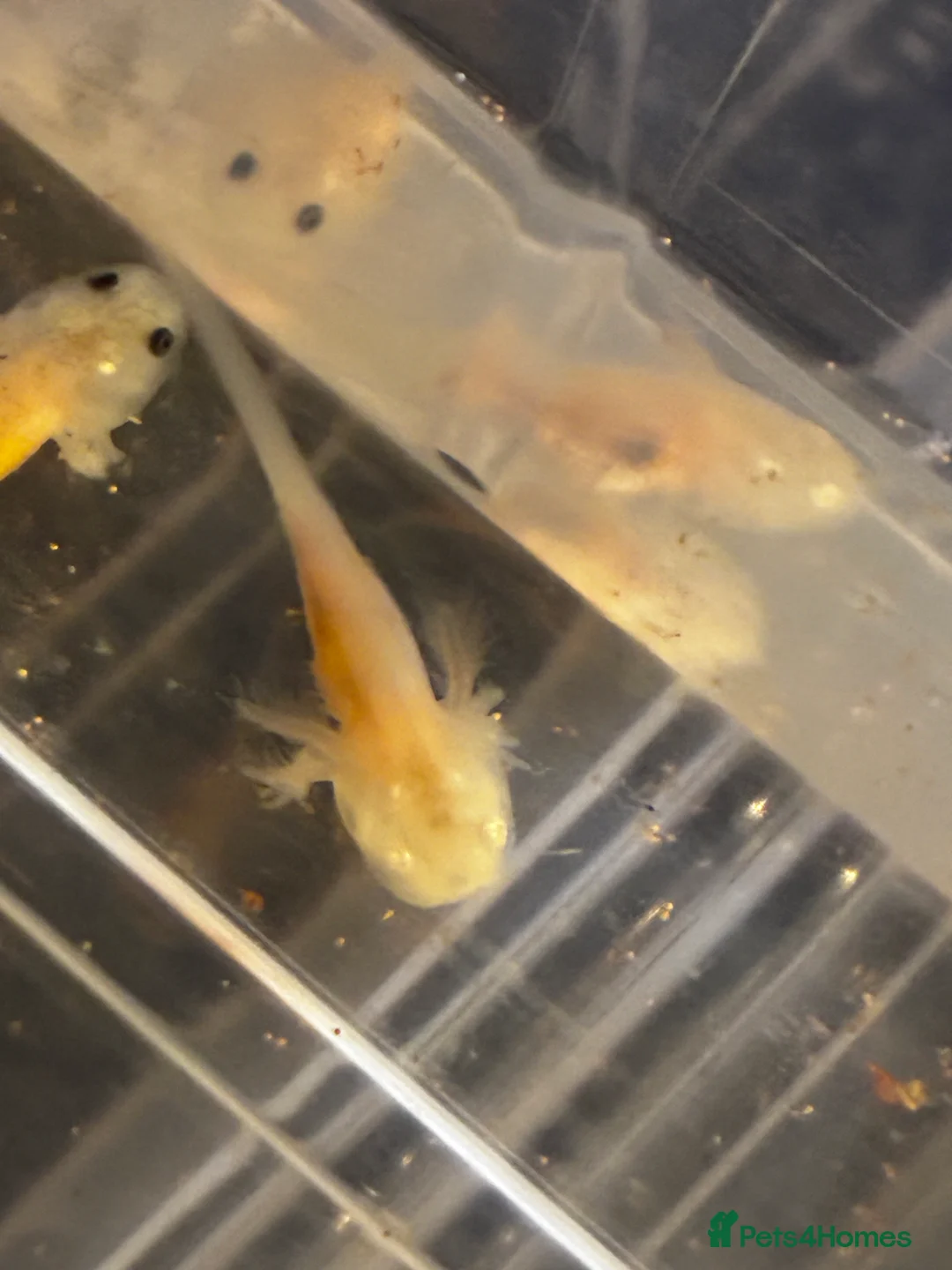 Axolotl reptiles for sale: Baby axolotls  - Advert 6