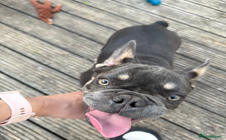 French Bulldog dogs - Advert 4