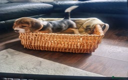 Beagle dogs for sale: (5th gen) pure pedigree beagle puppy - Image 5