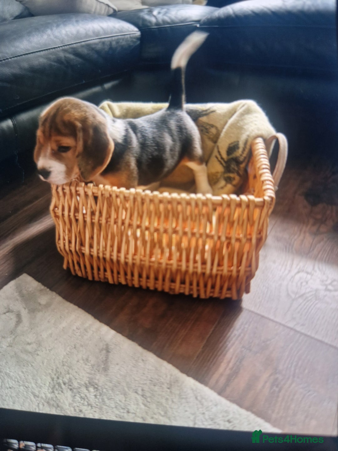 Beagle dogs for sale: (5th gen) pure pedigree beagle puppy - Image 5