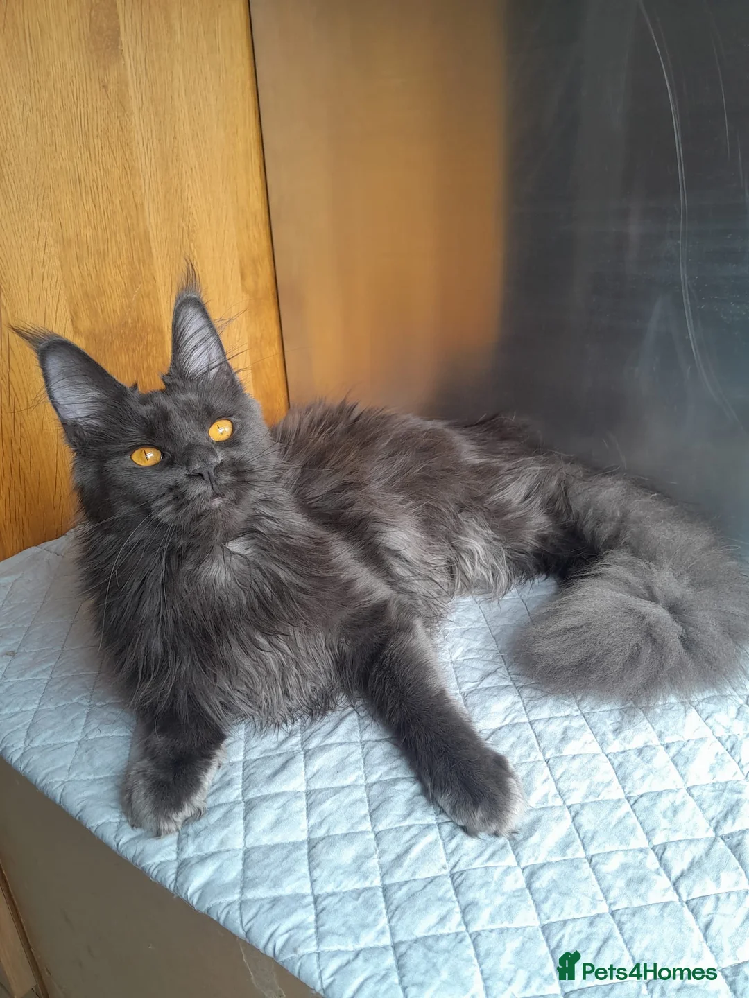 Maine Coon cats for sale: 2 solid blue&solid white Maine coon girls TICA - Advert 7