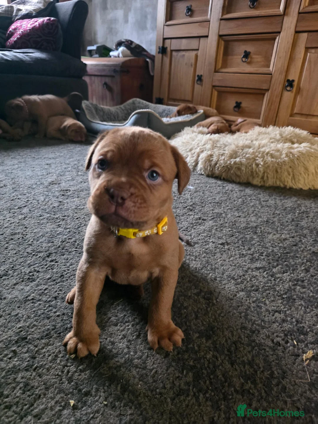 Dogue De Bordeaux dogs for sale: Gorgeous douge de bourdeaux puppies - Advert 1