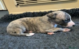 Whippet dogs for sale: Beautiful KC Whippet pups 5 boys - Image 11