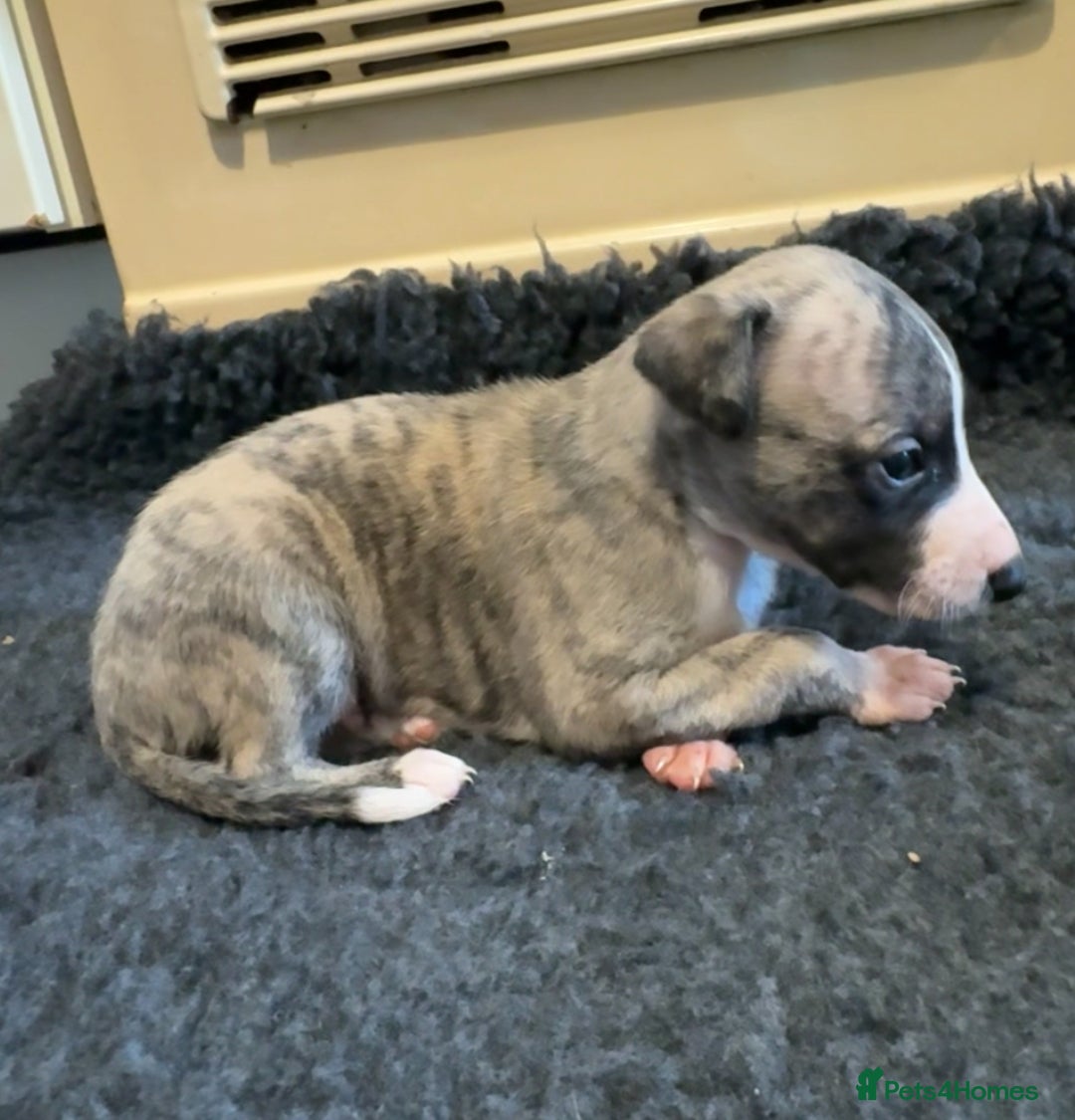 Whippet dogs for sale: Beautiful KC Whippet pups 5 boys - Image 11