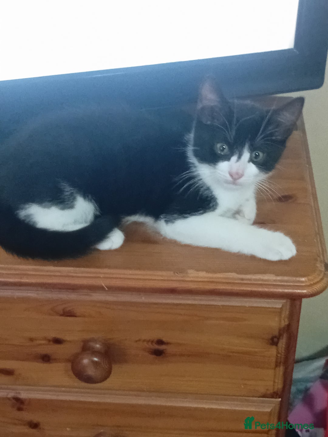 Mixed Breed cats for sale: 14 week old kitten for sale  - Image 4
