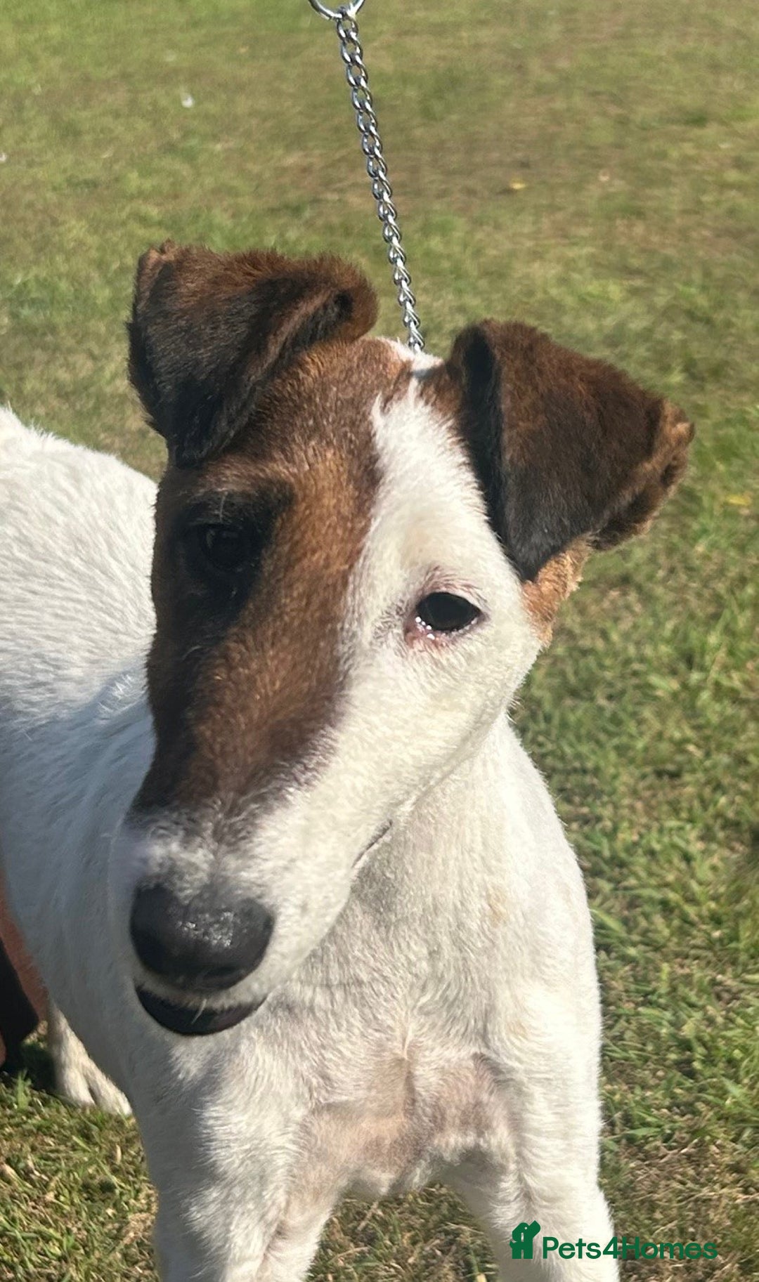 Fox Terrier dogs for sale: Champion Smooth Fox Terrier Bitch to Rehome - Image 2