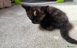 RagaMuffin cats for sale: Ragamuffin kittens  - Image 15