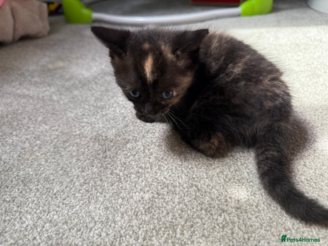 RagaMuffin cats for sale: Ragamuffin kittens  - Image 15