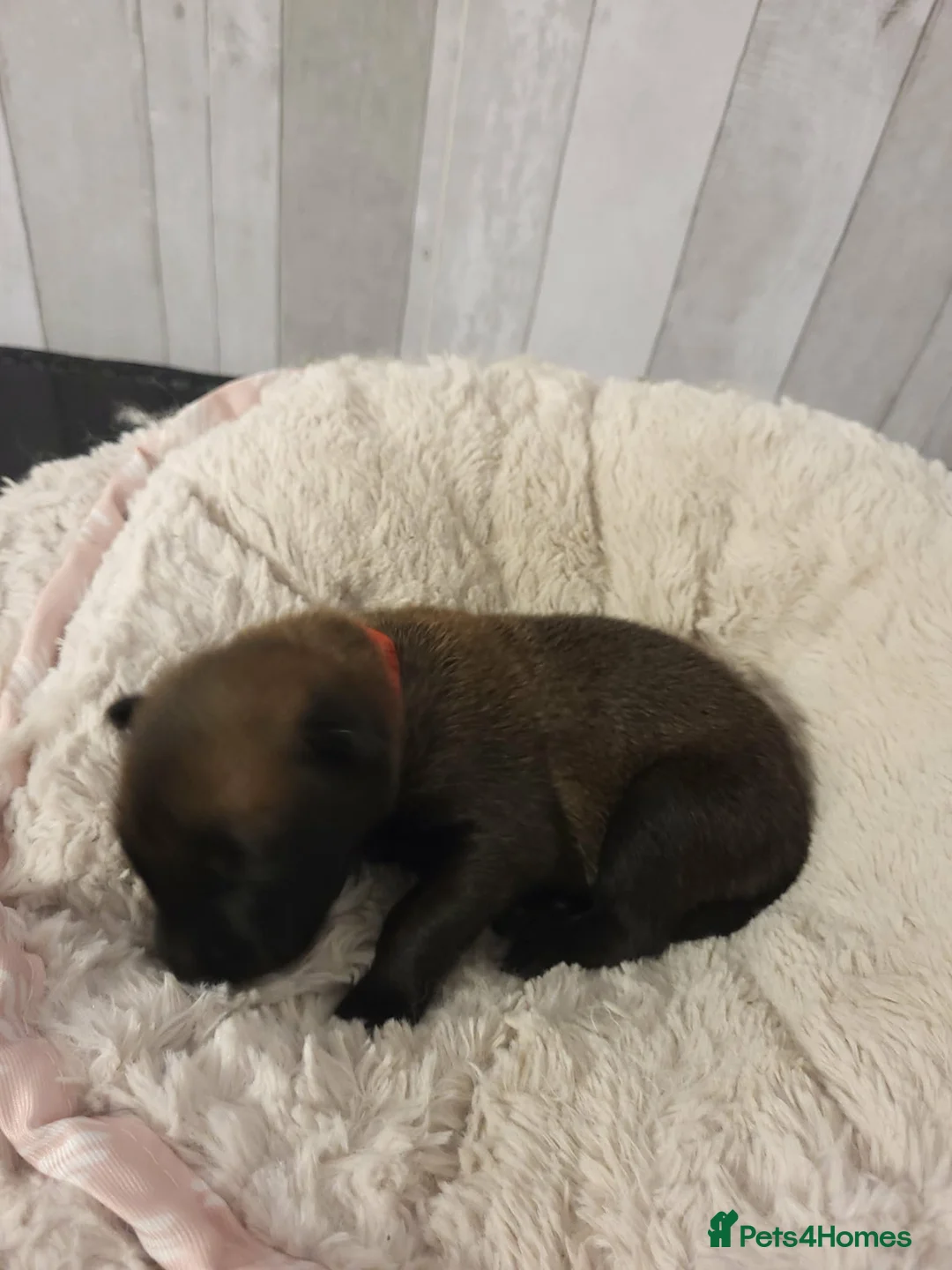 Belgian Shepherd Dog dogs for sale: Top quality Malinois puppies protectioning line - Advert 4